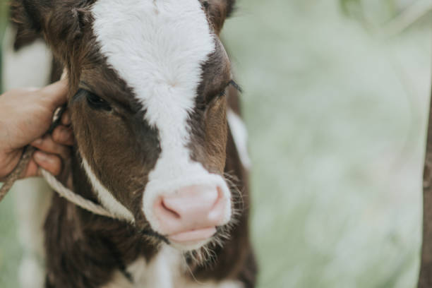 istock beautiful baby cow 2015425016