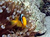 Anemonefish are always on the move and curious: Red Sea anemonefish in a coral reef in the Red Sea in Egypt. Underwater photography, close-up - clownfish in its anemone. Finding Nemo!