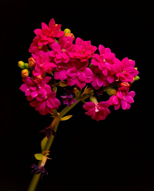 istock Spring awakening of the home garden 2015440774