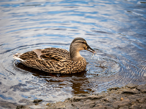 A duck swimming in water on a natural pound in the Peak District National Park.