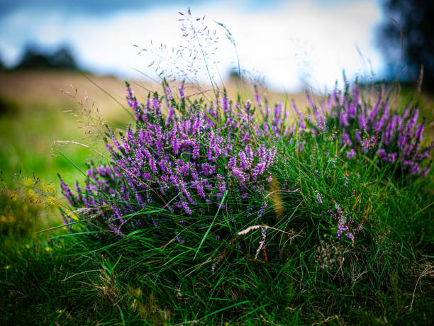 istock Wild Heather in the Peak District National Park 2015466219