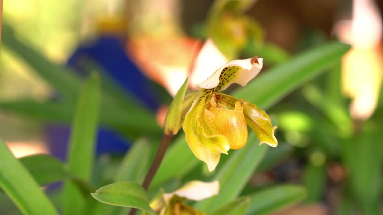 Closeup view of single beautiful blooming Lady's slipper orchid flower