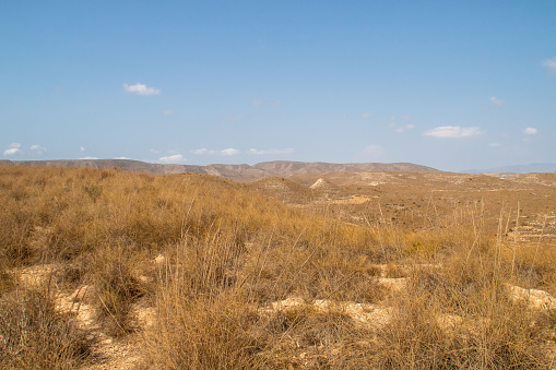 Plains and small hills covered with grasses and small dry bushes in the summer season.
