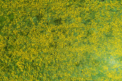 Field with yellow dandelions against blue sky and sun beams. Spring background. Soft focus