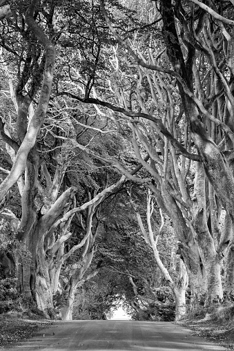 The Dark Hedges in black and white, spooky beech trees lining the road. The road was used in the Games of Thrones movies.