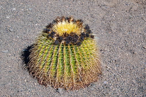 Golden barrel cactus in Jardin de Cactus, Lanzarote.