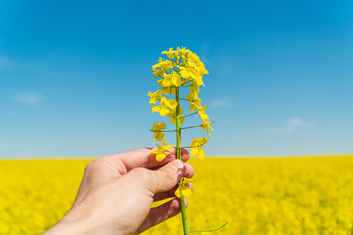 beautiful landscape with canola field under a blue sky