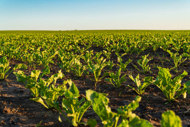 istock Small sugar beet plants at sunset. Sugar beet grows in an agricultural field 2015539867