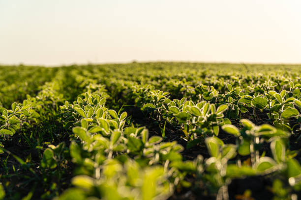 istock Small soybean plants at sunset. Soy grows in an agricultural field 2015539869