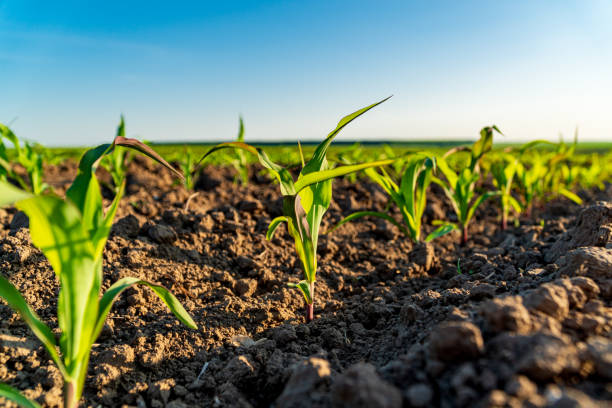 istock Small corn plants at sunset. Corn grows in an agricultural field 2015540380