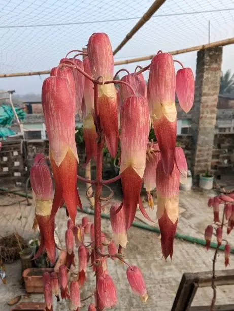 Photo of Kalanchoe pinnata flowers