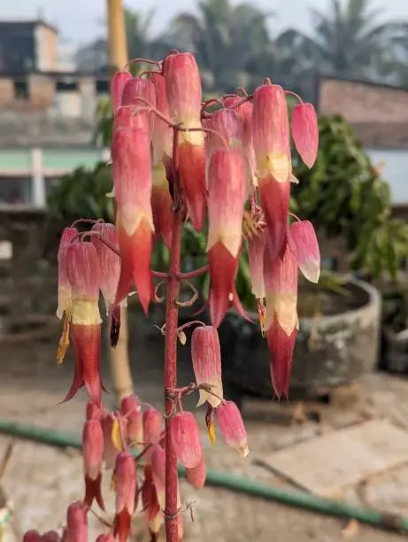 Photo of Kalanchoe pinnata flowers