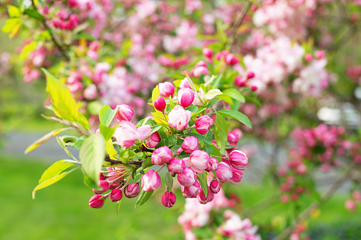 Blooming crabapple tree.