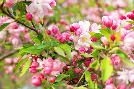 Blooming crabapple tree.