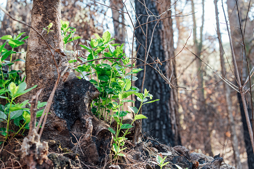 Green plant growing in a burned pine forest