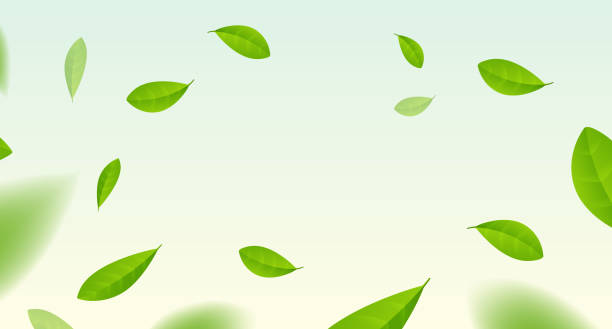 ilustrações, clipart, desenhos animados e ícones de green tea vector background mint eco illustration. organic green tea flying leaf fresh concept - leaf branch tree green