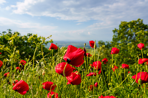 a green and red beautiful poppy flower field background