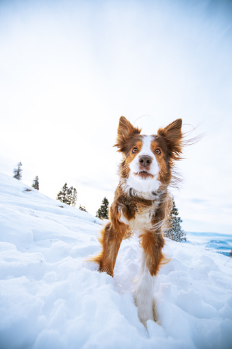 Cute dog runs towards the camera through fresh snow