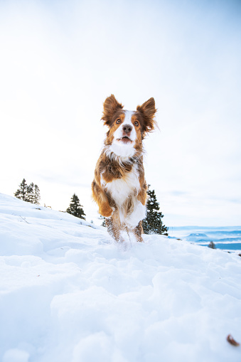 Cute dog runs towards the camera through fresh snow
