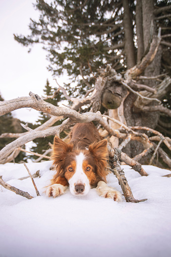 Dog enjoys snowy day in forest near tree roots