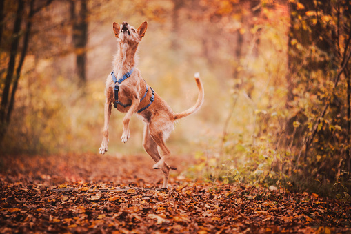 Portrait of greyhound dog in forest in autumn