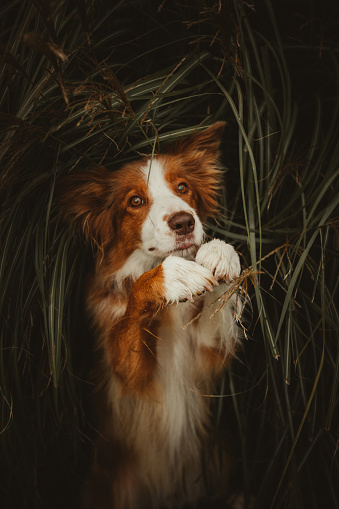 Portrait of cute collie dog in grasses