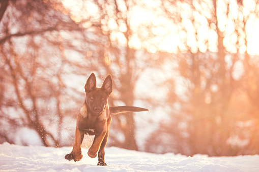 Belgian Shepherd (Belgian Malinois) puppy frolics in snow near forest