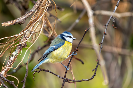 A vibrant Blue Tit perched among the blooms of Dublin's National Botanic Gardens.