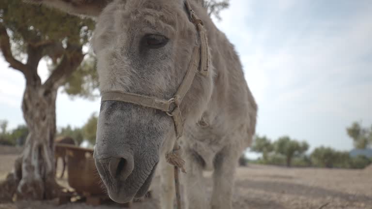 Close-up shot of a donkey chewing