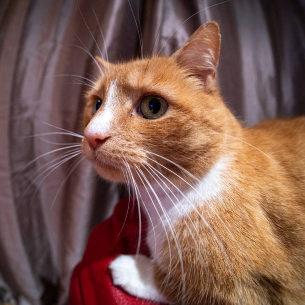 domestic ginger cat - green eyeshadow стоковые фото и изображения