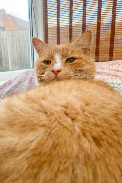 domestic ginger cat - green eyeshadow стоковые фото и изображения