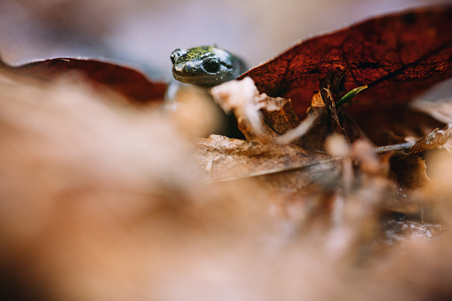 A close up shot of a Long Toed Salamander in Washington state nestled among fallen leaves.