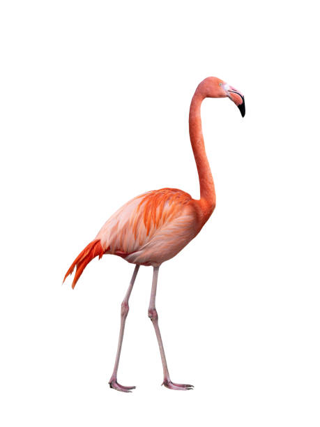 istock singing flamingo isolated on white background 2015657788