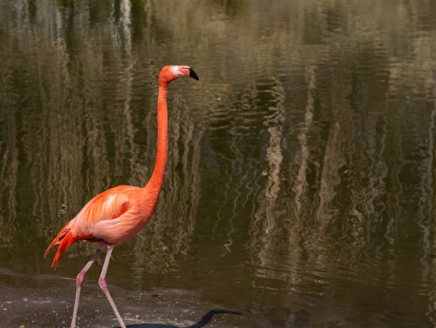 istock red  flamingo on a background of water 2015657796