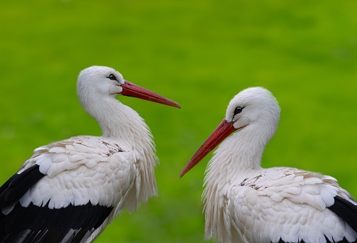 two stork on a green background in the wild