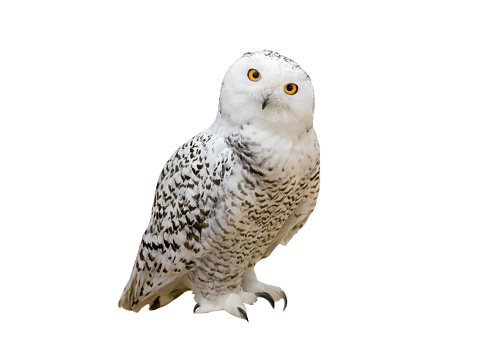 snowy owl (Nyctea scandiaca) isolated on a white background