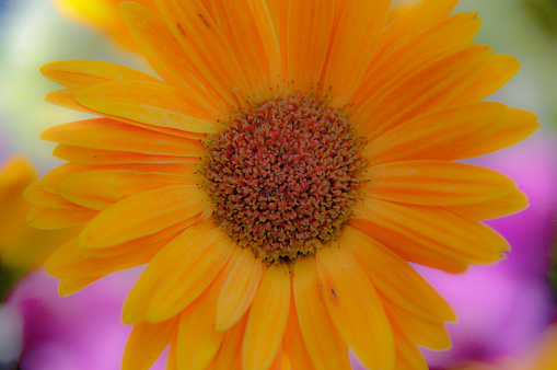 Close up of the yellow flower know as Smooth Oxeye