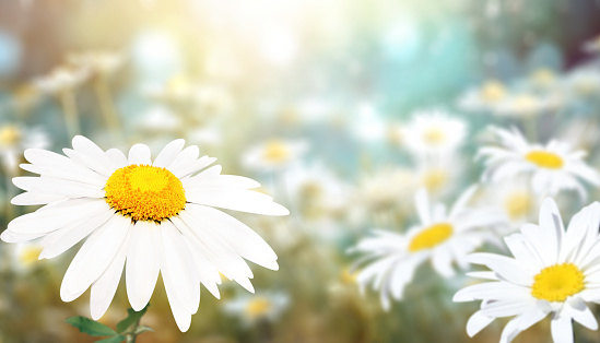 Wild flowers of chamomile in a meadow on sunny nature spring background. Summer scene with camomile flower in rays of sunlight. Close-up or macro. A picturesque colorful photo with a soft focus