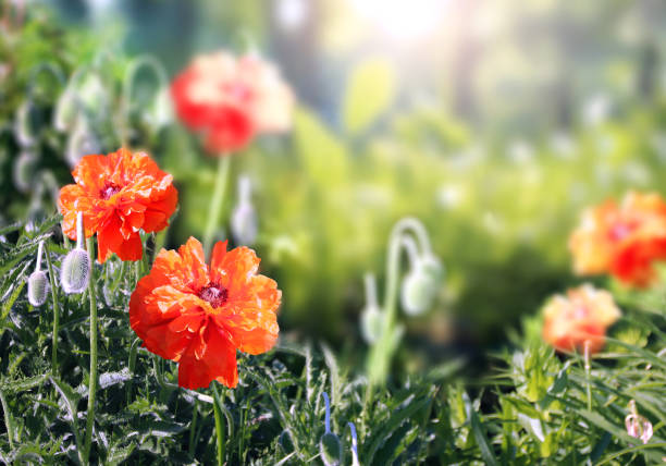 Red poppy flower on abstract sunny blurred spring background. Summer scene with poppies flowers and green grass. Horizontal spring banner. Copy space for text