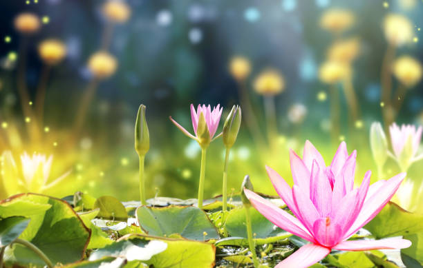 istock Horizontal banner with blossoming lotus flower on sunny nature spring background. Summer scene with lily flower in rays of sunlight. Close-up or macro. A picturesque colorful photo with a soft focus 2015674502