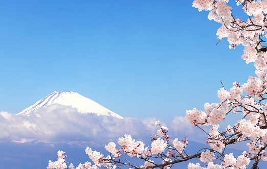 Beautiful sacred Mount Fuji (Fujiyama) in clouds and branch of the blossoming sakura with pink flowers, Japan. On blue sky background. View from Mount Komagatake