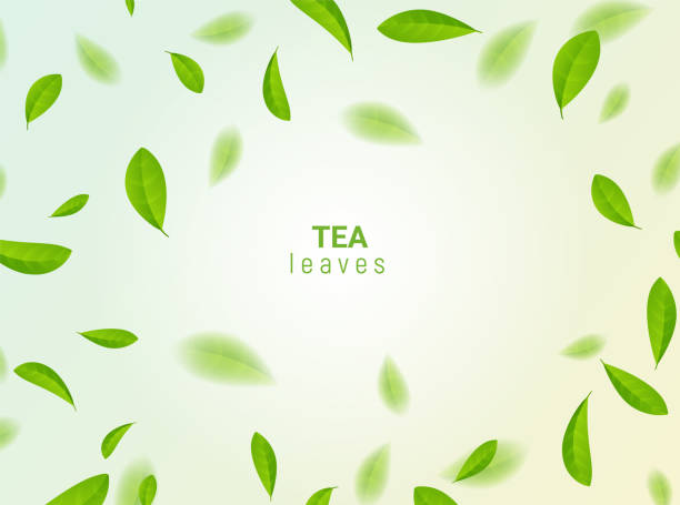 ilustrações, clipart, desenhos animados e ícones de green tea vector background mint eco illustration. organic green tea flying leaf fresh concept - leaf branch tree green