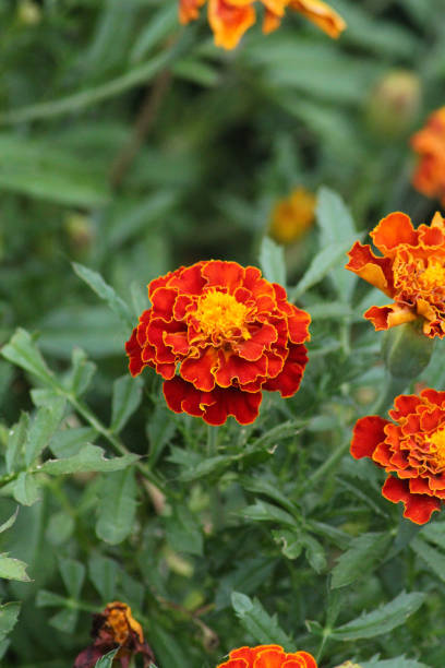 istock A red and yellow marigold flower 2015701626