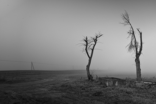sad landscape of trees and shapes surrounded by fog