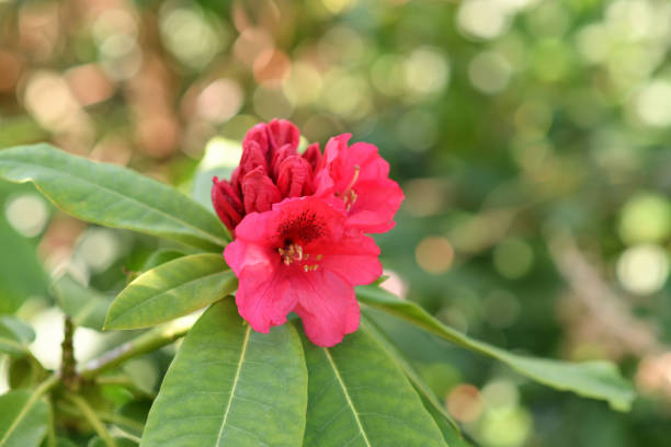 istock Pink rhododendron blooming flowers in the spring garden 2015705717