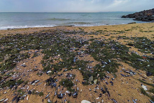 Accumulation of rotting green algae Cladophora sp. in storm emissions on the seashore, eutrophication of the Black Sea