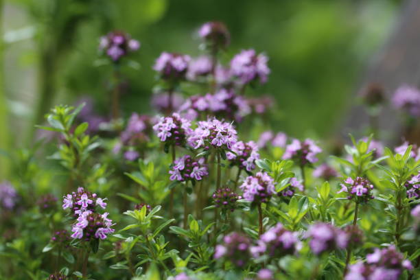 I love thyme. These small fragrant flowers.