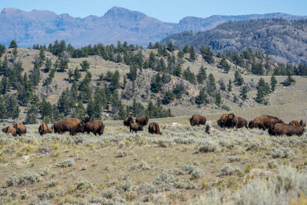 istock Bison Grazing in Yellowstone National Park 2015745950