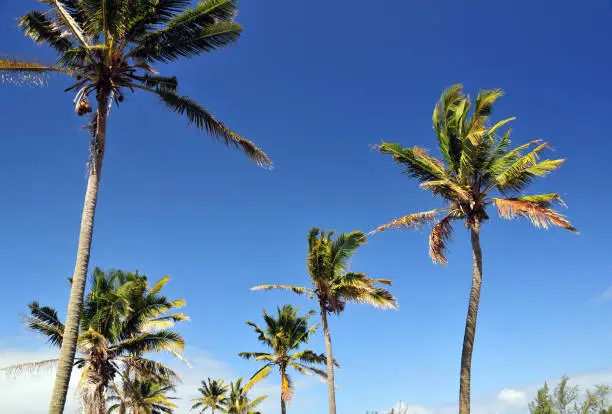 Bel-Ombre, Savanne District, Mauritius: looking up at the coconut palm trees lining the B9 coastal road.