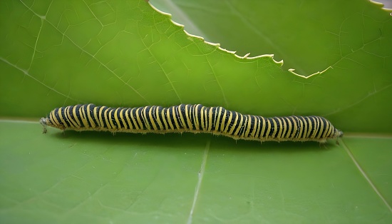 A black and yellow caterpillar in a leaf